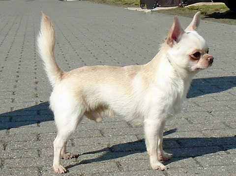 Maksimus Dogomania