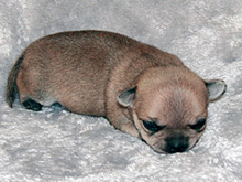 Daichi von der Zuger Halde