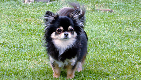 Chichi von der Zuger Halde