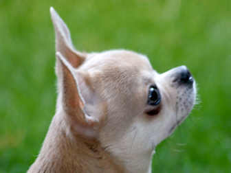 Emilia Love Dogomania