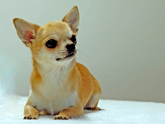 Georgina vom Mohrenköpfchen