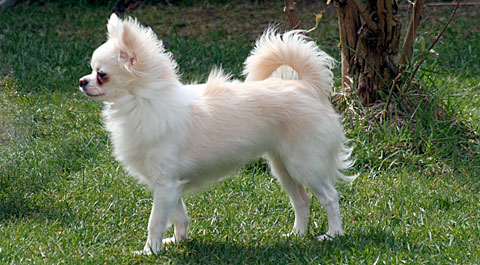 Little Casanova's Biene