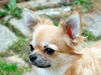 Ruby-Sunday Chi of Eldorado