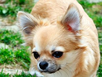 Ruby-Sunday Chi of Eldorado