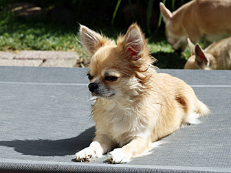 Ruby-Sunday Chi of Eldorado