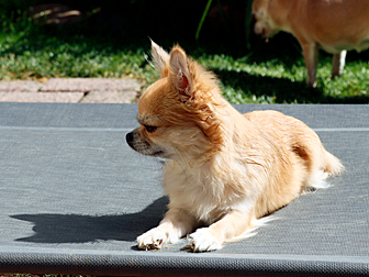 Ruby- Sunday Chi of Eldorado