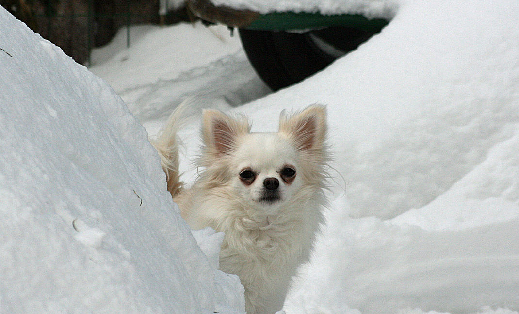 Little Casanova´s Biene