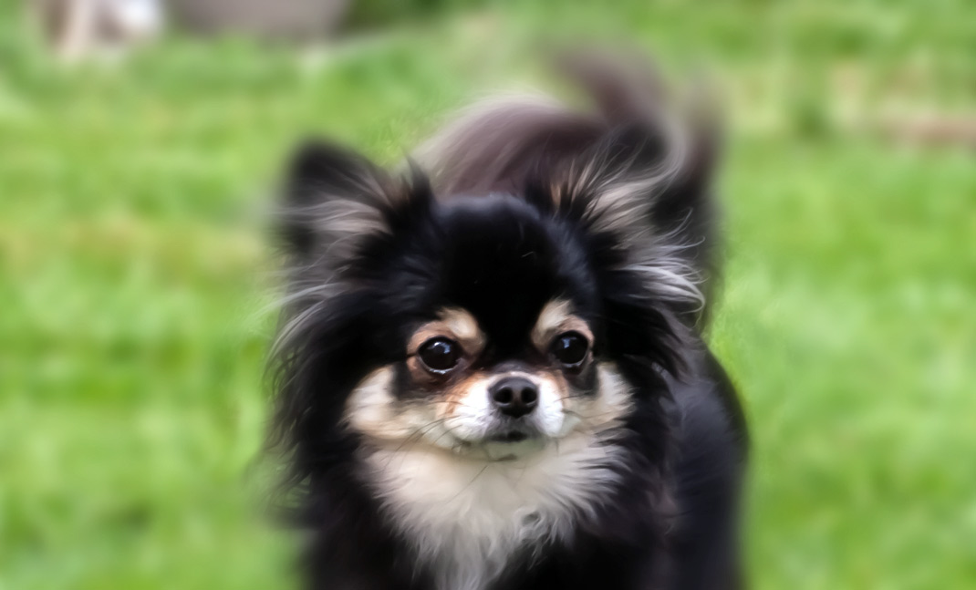 Chichi von der Zuger Halde